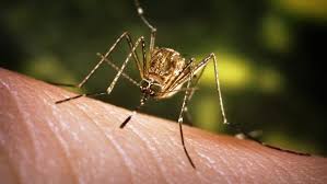 Dengue, Chikungunya, Zika virus, malattia di West Ni-le e altre arbovirosi 