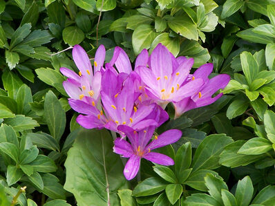 Colchicum autunnale 