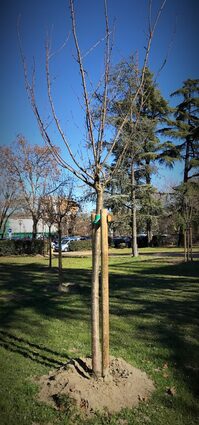 Alcune delle nuove piante istallate nell'area giochi di fronte al Giardino delle Rose